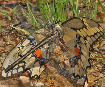 Gomphurus septima, female